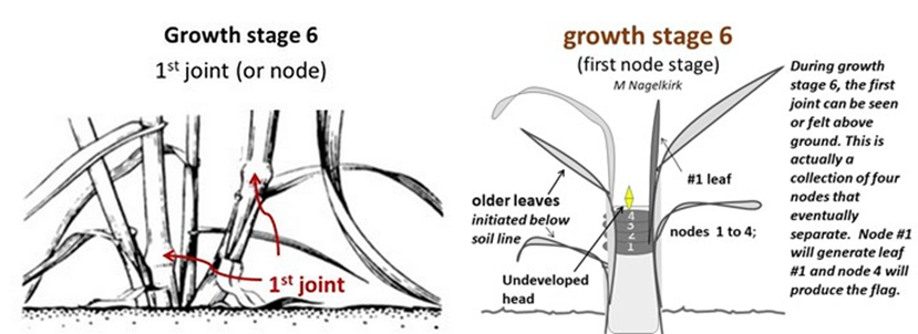 Graph of wheat growth stage 6